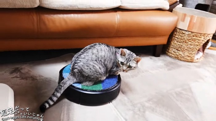 ロボット掃除機に乗る猫