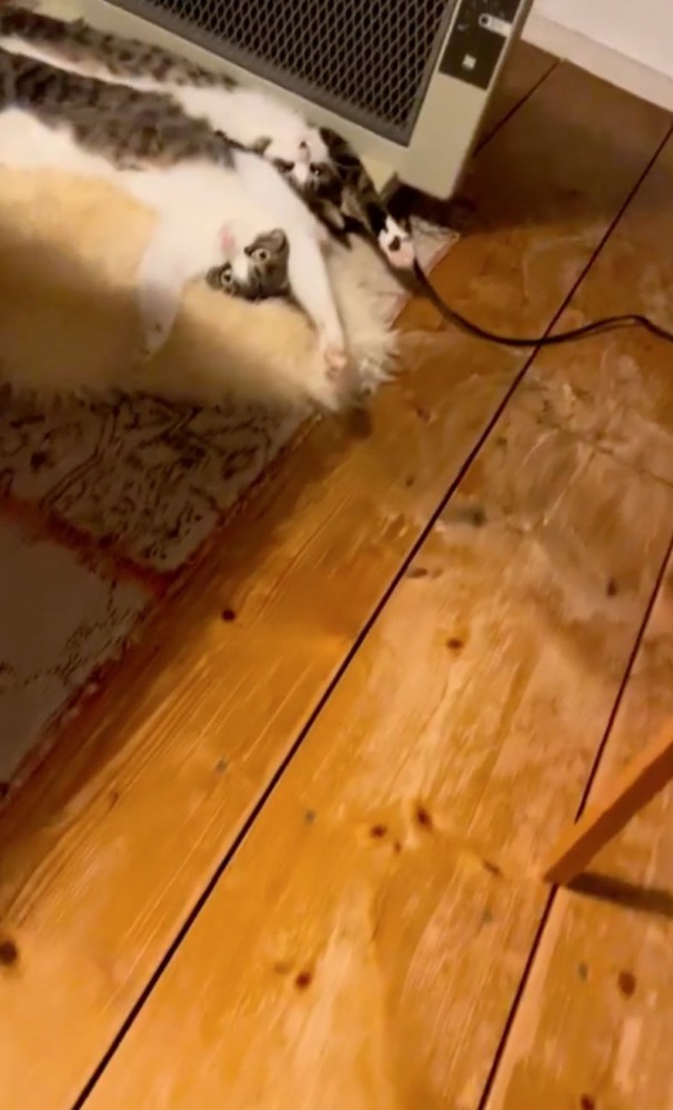 ストーブ前に猫