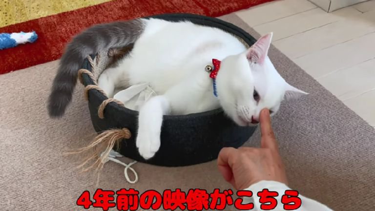 室内にいる猫