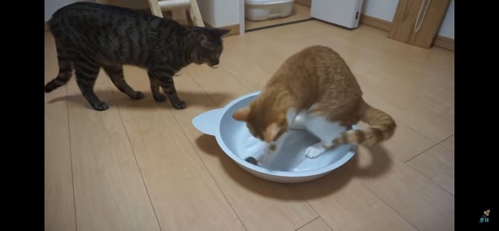 猫鍋