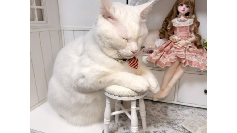 ドール部屋にいる猫