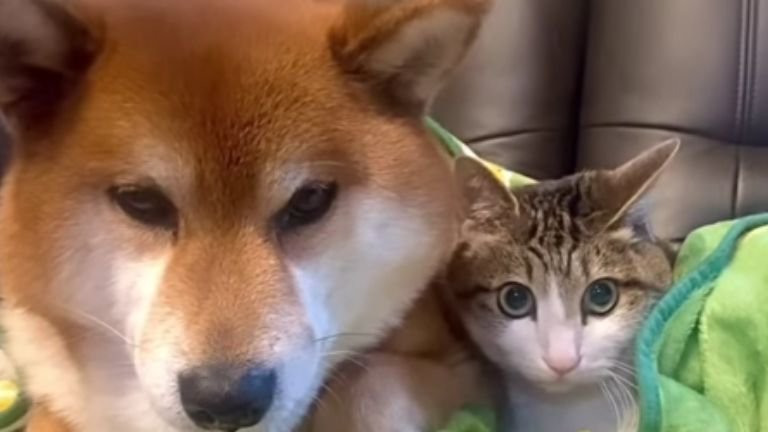 寄り添う猫と犬