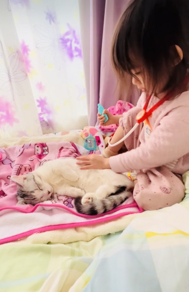 ベッドの上でお医者さんごっこをする女の子とマンチカン