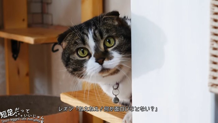 耳折れ猫の顔