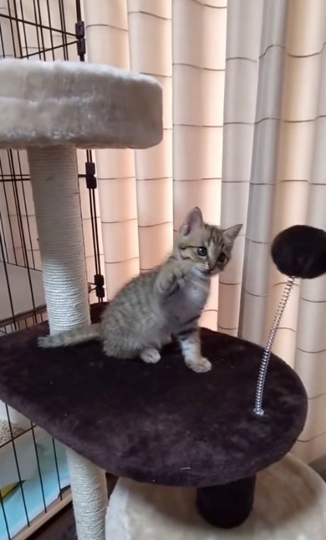 猫パンチをするキジトラの子猫