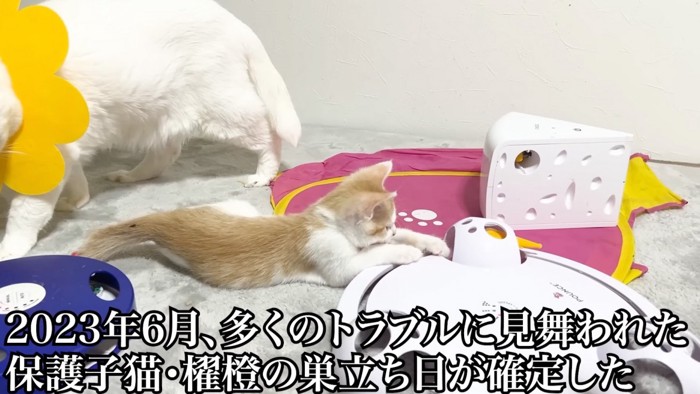 寝そべる猫