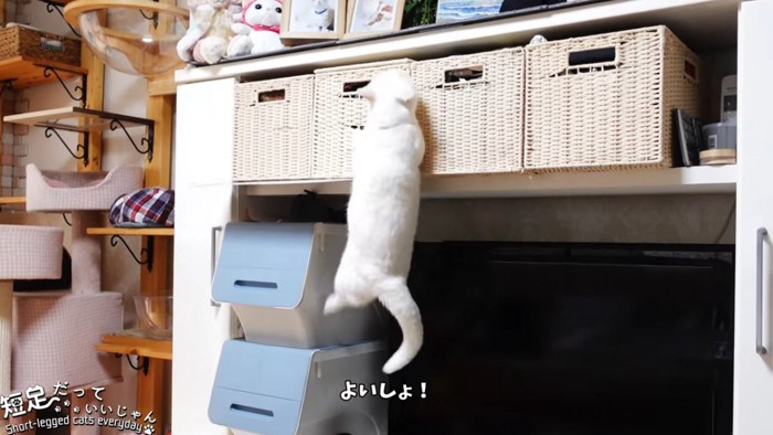 よじ登る猫