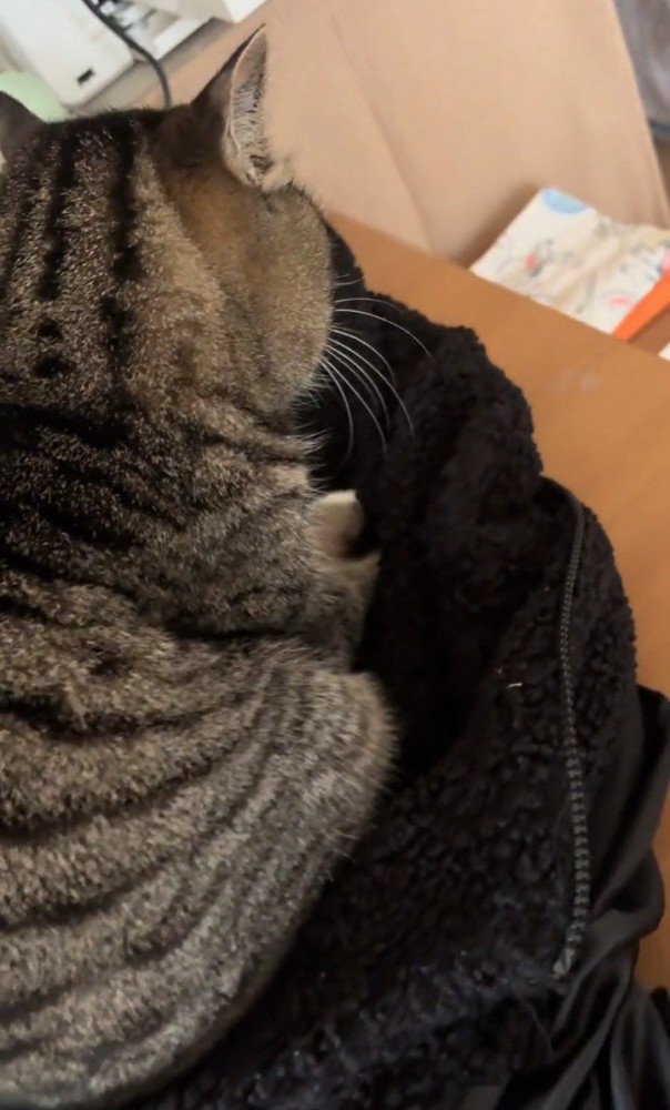 座っている猫の前足