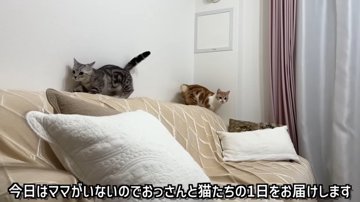 ソファーの上にいる2匹の猫