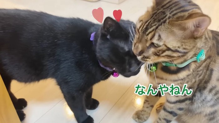 緑色の首輪の猫にスリスリする黒猫