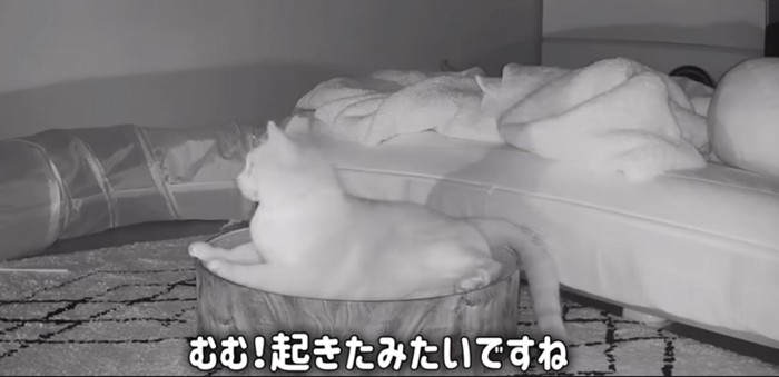 突然起きる猫