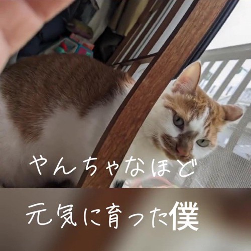 障子を破った猫