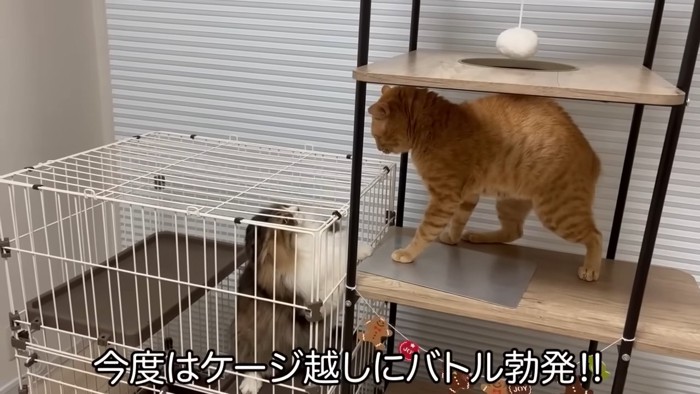 ケージの中と外にいる猫