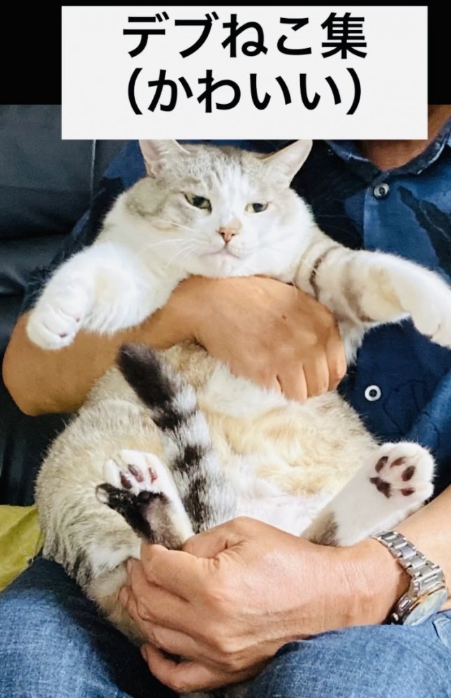 パパに抱っこされるグレー猫