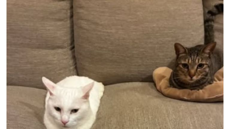 ソファーにいる猫たち