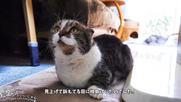 見上げる猫