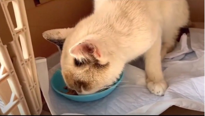 ごはんを食べる猫