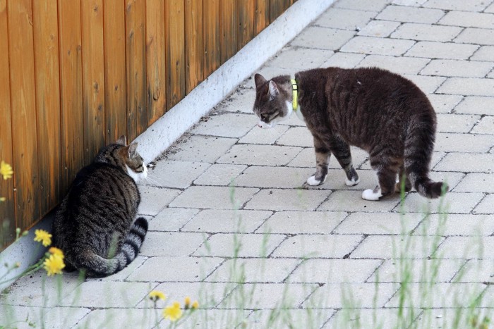 猫同士の喧嘩