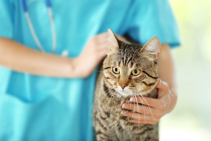 猫と獣医師