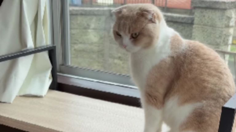 窓際にいる猫