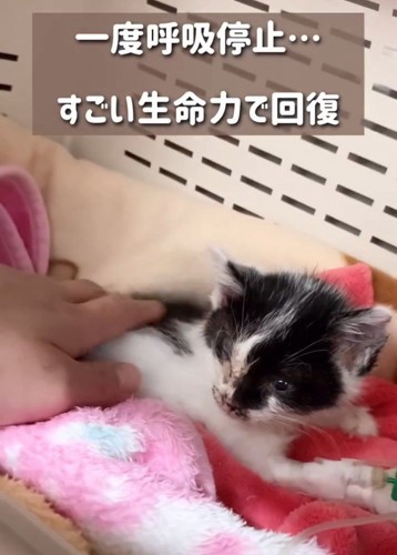 体をなでられる子猫