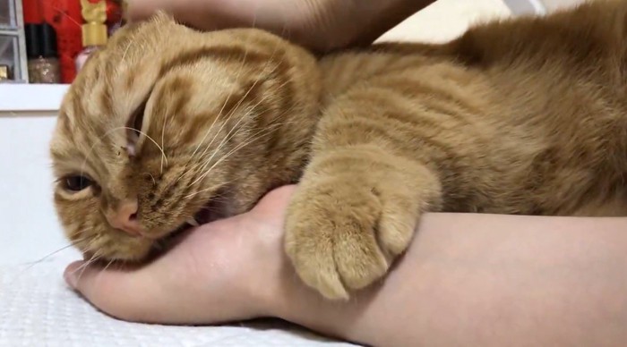 飼い主に頭を撫でられて声をあげる猫