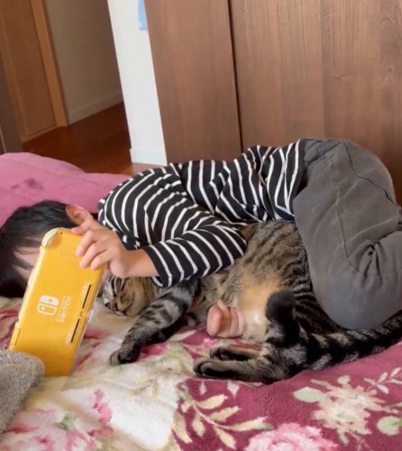 しっぽを動かす猫