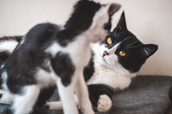 背中を向けている猫と奥から歩いてくる猫