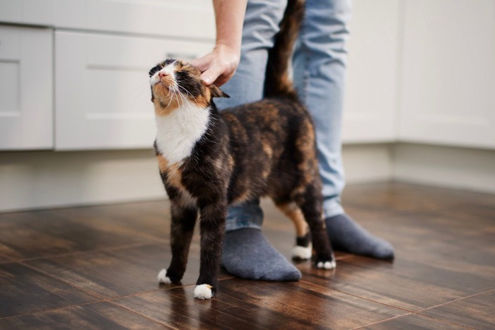 帰宅した飼い主の足にスリスリする猫
