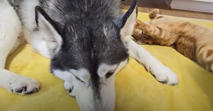 犬と子猫
