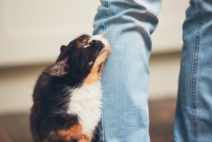膝にスリスリする猫
