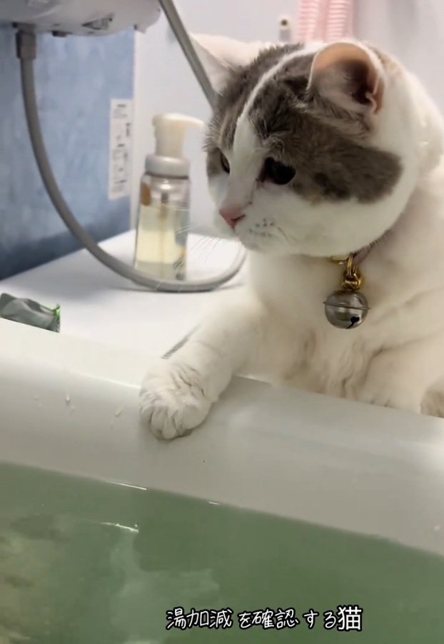 お風呂を見つめるゆき坊ちゃん