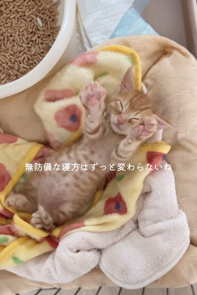 仰向けで寝る子猫