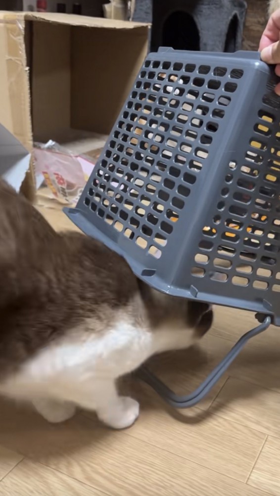 罠に入る猫の写真1
