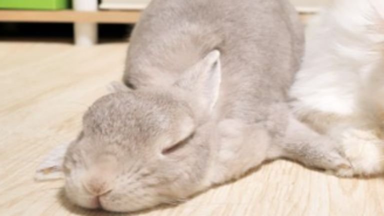 猫とウサギ