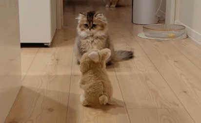 ロボを警戒する猫
