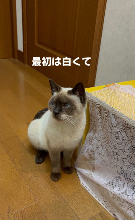 床に座っているおこげちゃん