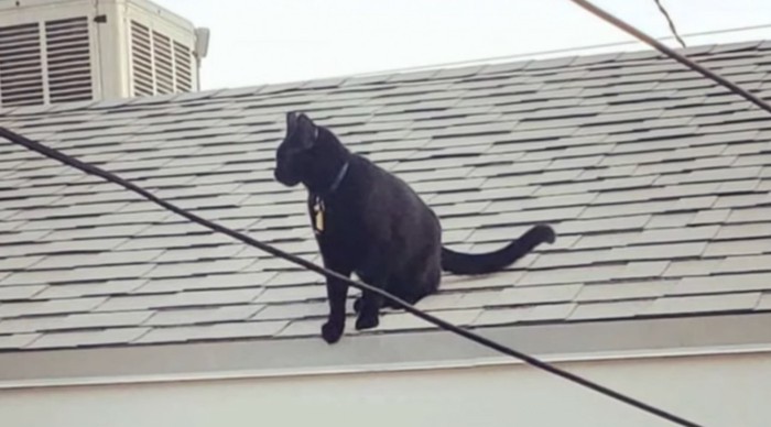 屋根の上に黒猫