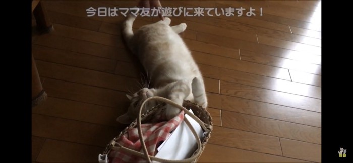 カゴバッグにじゃれる猫