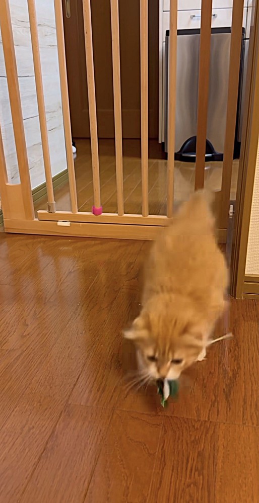 余裕そうな表情のスコティッシュフォールド