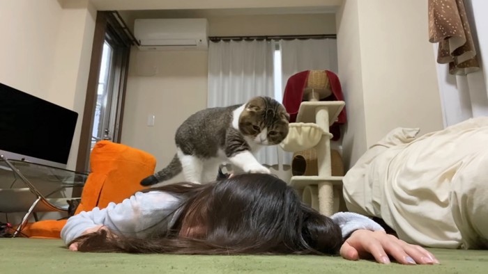 人の体の上に乗って前足を伸ばす猫