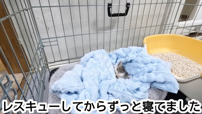タオルの中で寝ている子猫