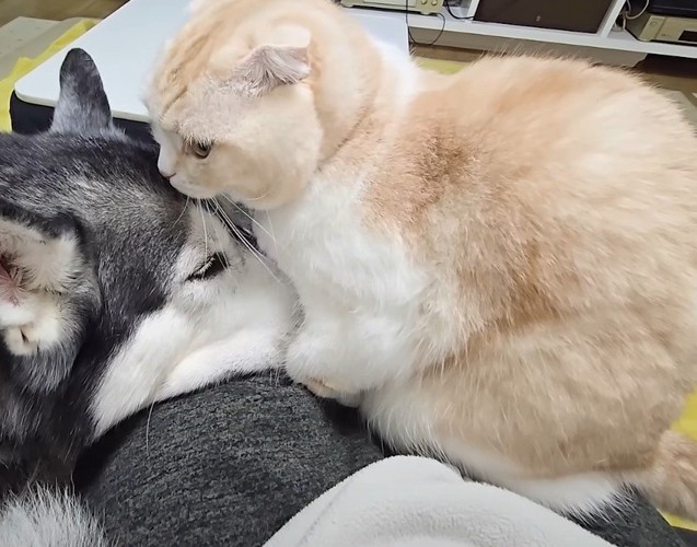 犬を見る猫