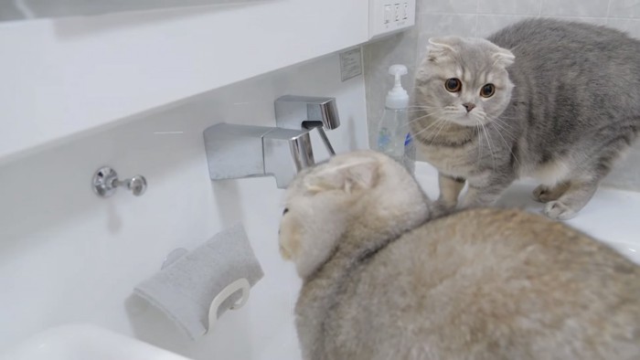 洗面台に猫が2匹いる写真1