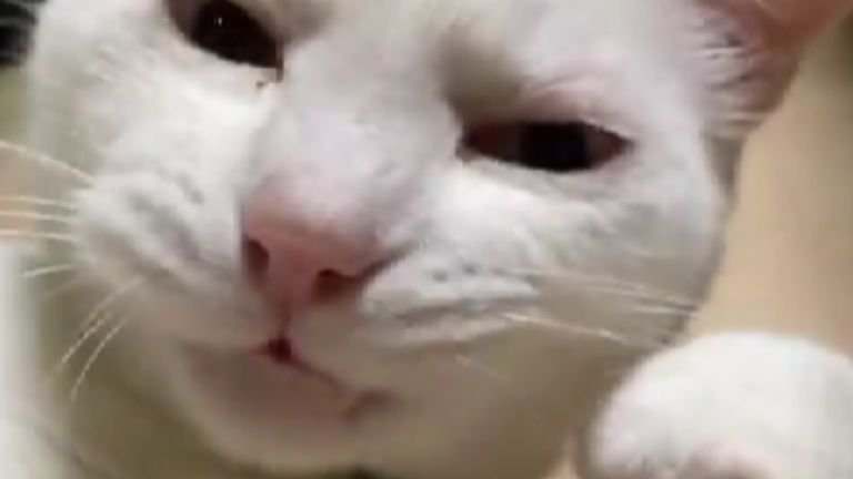 室内にいる猫
