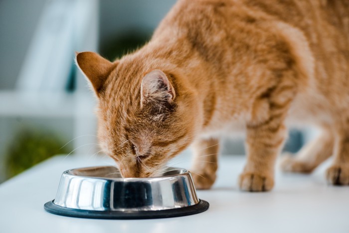 食器からフードを食べている猫