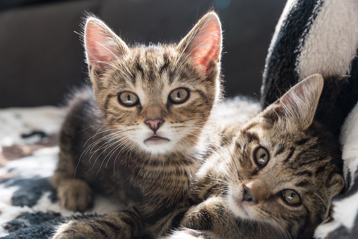 じゃれあって重なり合う二匹の子猫