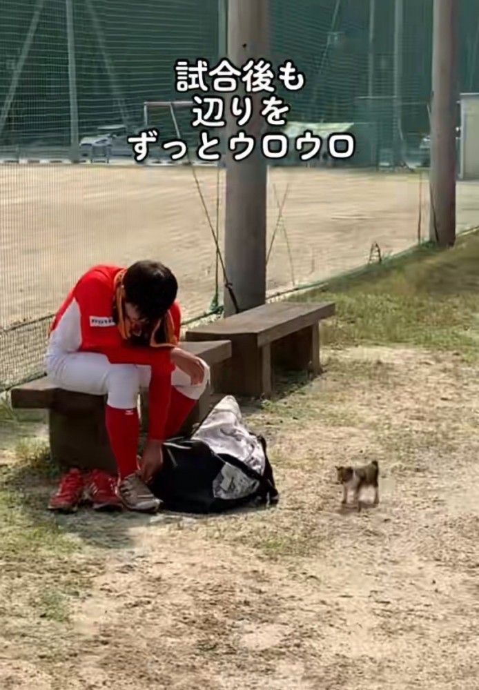 ウロウロ歩き回る子猫
