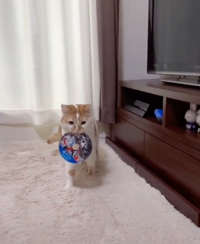 ディスクをくわえて歩く猫