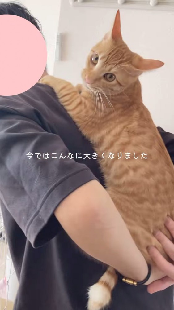 おんぶされる猫